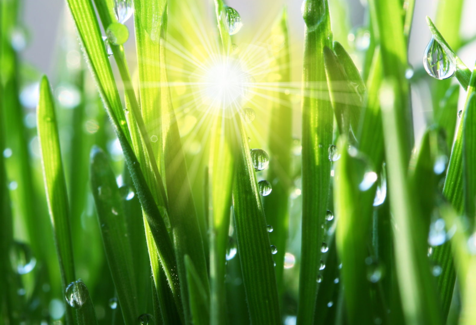Close up of green grass with water droplets and sun